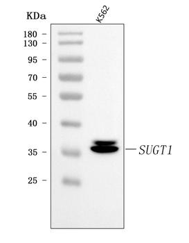 SUGT1 Rabbit Polyclonal Antibody