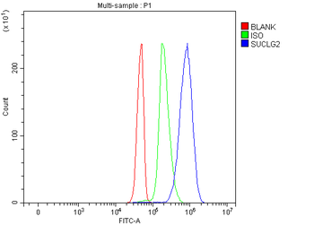 SUCLG2 Rabbit Polyclonal Antibody