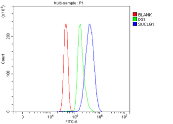 SUCLG1 Rabbit Polyclonal Antibody