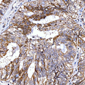 Rab4/RAB4A Rabbit Polyclonal Antibody