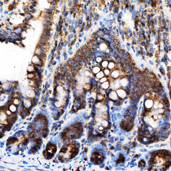 Rab4/RAB4A Rabbit Polyclonal Antibody