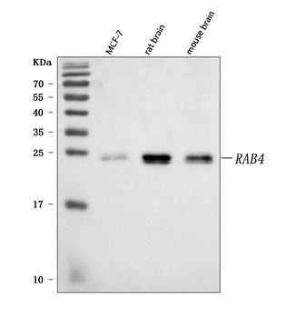 Rab4/RAB4A Rabbit Polyclonal Antibody