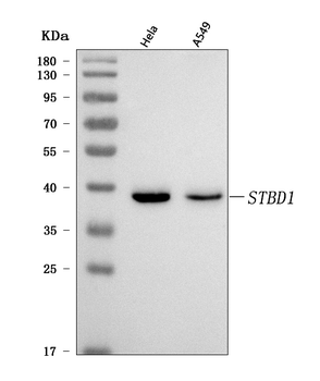 STBD1 Rabbit Polyclonal Antibody