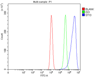 ST13 Rabbit Polyclonal Antibody