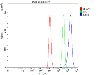 STAT1 Rabbit Polyclonal Antibody