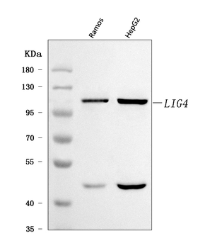 DNA Ligase IV/LIG4 Rabbit Polyclonal Antibody