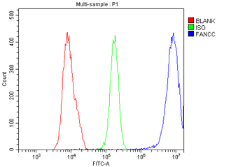 FANCC Rabbit Polyclonal Antibody