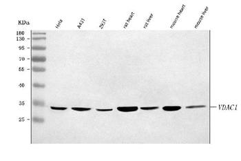 Porin/VDAC1 Rabbit Polyclonal Antibody