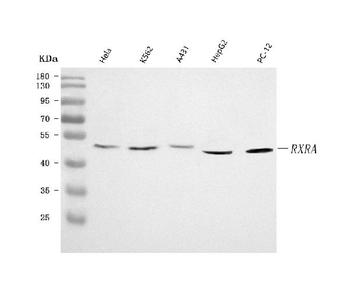RXRA Rabbit Polyclonal Antibody