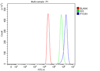 PYCR1 Rabbit Polyclonal Antibody