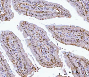 PSMA1 Rabbit Polyclonal Antibody