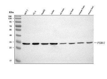 PSMA1 Rabbit Polyclonal Antibody