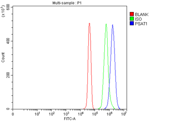 PSAT1 Rabbit Polyclonal Antibody