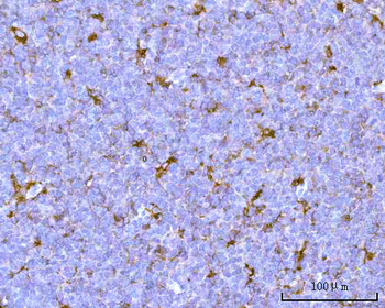 PSAP Rabbit Polyclonal Antibody