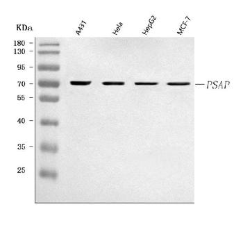 PSAP Rabbit Polyclonal Antibody