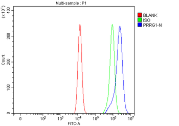 PRRG1 Rabbit Polyclonal Antibody