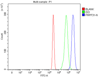 PRPF31 Rabbit Polyclonal Antibody