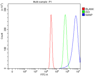 NARG1L/NAA16 Rabbit Polyclonal Antibody