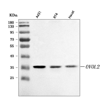 OVOL2 Rabbit Polyclonal Antibody