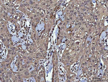 PPP4C Rabbit Polyclonal Antibody