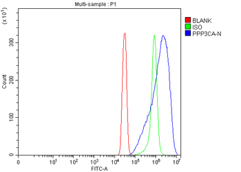 PPP3CA Rabbit Polyclonal Antibody