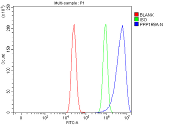 PPP1R9A Rabbit Polyclonal Antibody