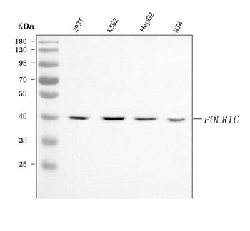 POLR1C Rabbit Polyclonal Antibody