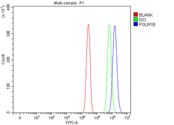 POLR1B Rabbit Polyclonal Antibody