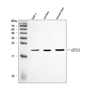 GPX1 Rabbit Polyclonal Antibody