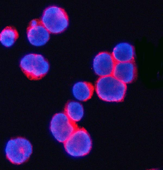 CD3 Gamma/CD3G Rabbit Polyclonal Antibody