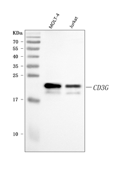 CD3 Gamma/CD3G Rabbit Polyclonal Antibody