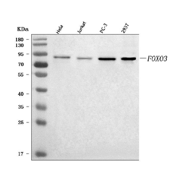 FOXO3A/FOXO3 Rabbit Polyclonal Antibody