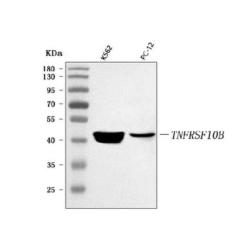 DR5/TNFRSF10B Rabbit Polyclonal Antibody