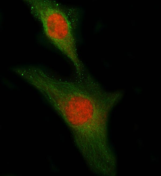 PLEKHG5 Rabbit Polyclonal Antibody