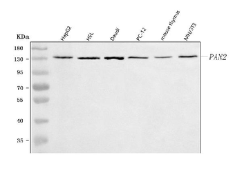 PAN2 Rabbit Polyclonal Antibody