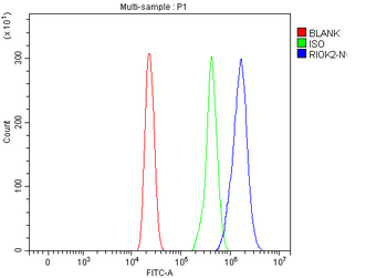 RIOK2 Rabbit Polyclonal Antibody