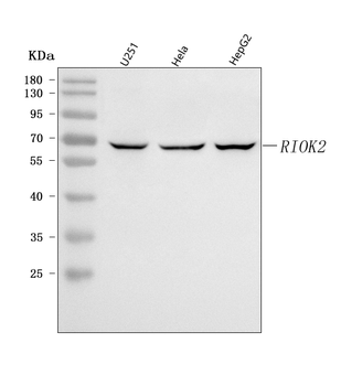 RIOK2 Rabbit Polyclonal Antibody