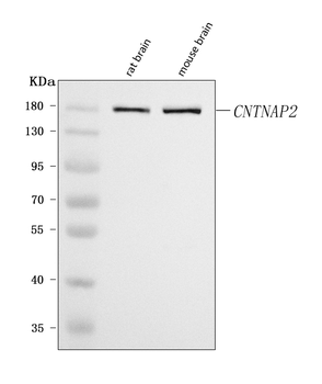 Caspr2/CNTNAP2 Rabbit Polyclonal Antibody