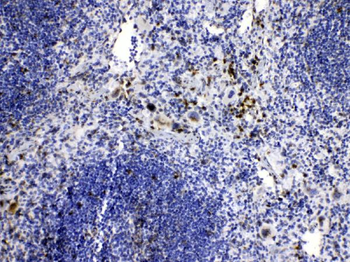 Caspase 8/CASP8 Rabbit Polyclonal Antibody