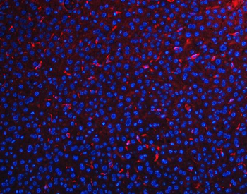 F4/80/Adgre1 Rabbit Polyclonal Antibody