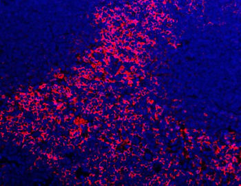 F4/80/Adgre1 Rabbit Polyclonal Antibody