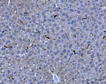 F4/80/Adgre1 Rabbit Polyclonal Antibody