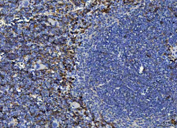 F4/80/Adgre1 Rabbit Polyclonal Antibody