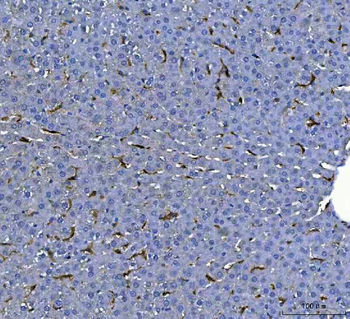 F4/80/Adgre1 Rabbit Polyclonal Antibody