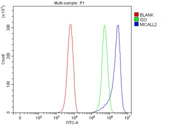 MICALL2 Rabbit Polyclonal Antibody