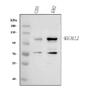 MICALL2 Rabbit Polyclonal Antibody