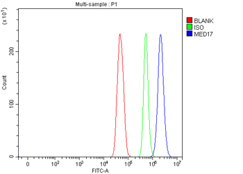 MED17 Rabbit Polyclonal Antibody