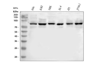 MARK3 Rabbit Polyclonal Antibody