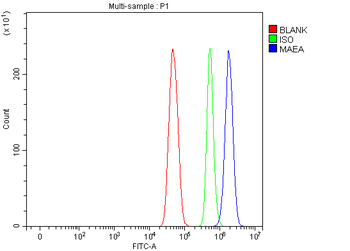 MAEA Rabbit Polyclonal Antibody