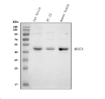 MAEA Rabbit Polyclonal Antibody